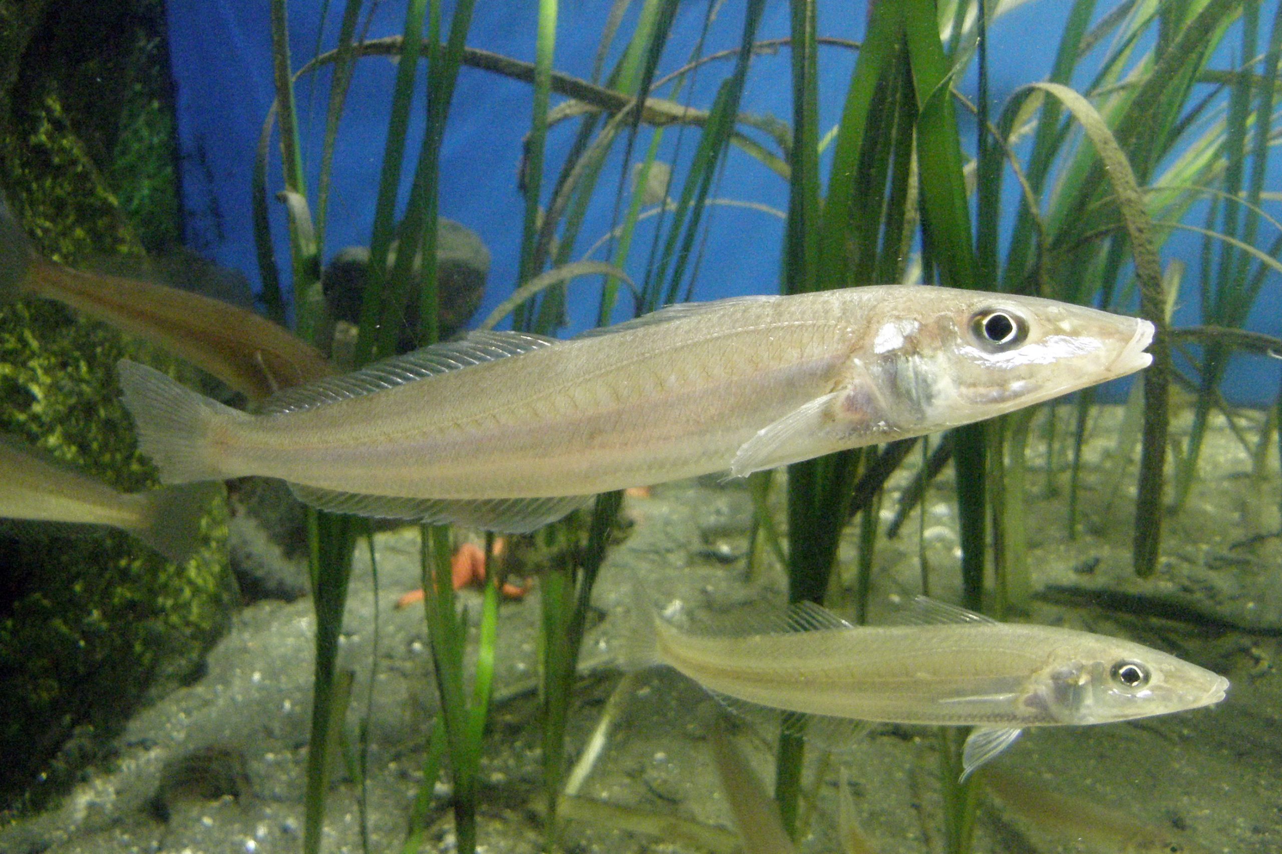 シロギス - 生きもの図鑑 鳥羽水族館